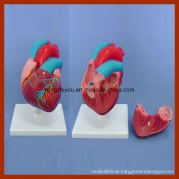 Modelo Anatómico Humano de Corazón Pequeño para la Enseñanza Médica